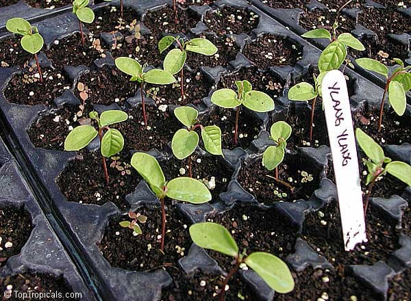 When should you start growing plants from seed indoors? Top ...