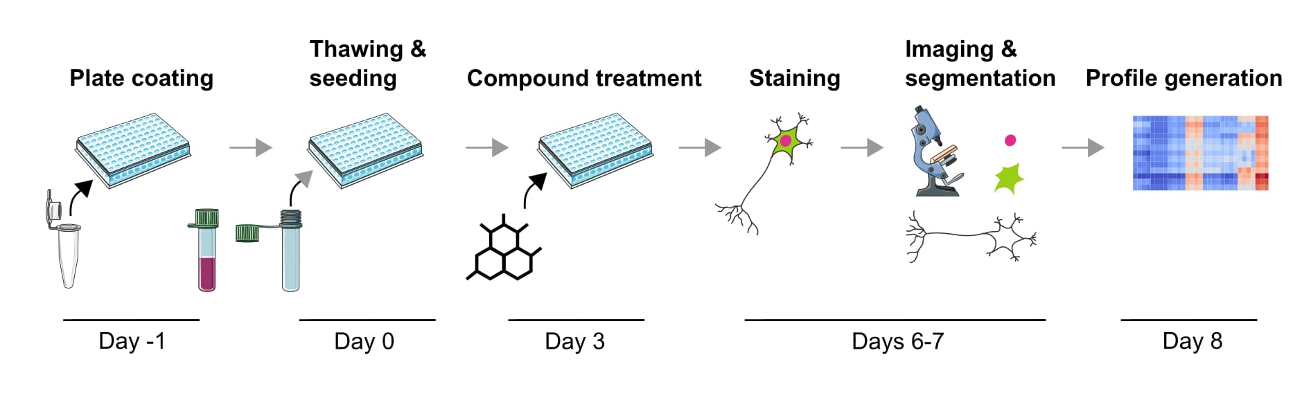 Profilage phénotypique des neurones dopaminergiques du ...