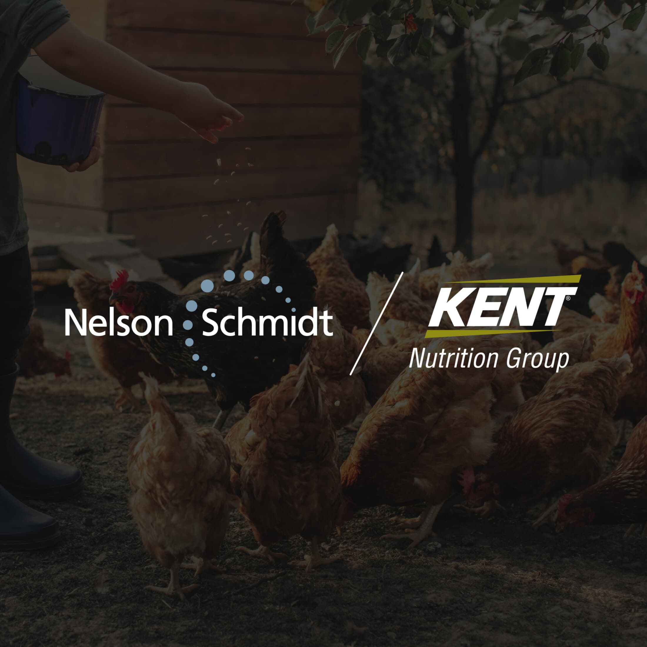 KENT NUTRITION GROUP NAMES NELSON SCHMIDT INC. AGENCY OF RECORD ...