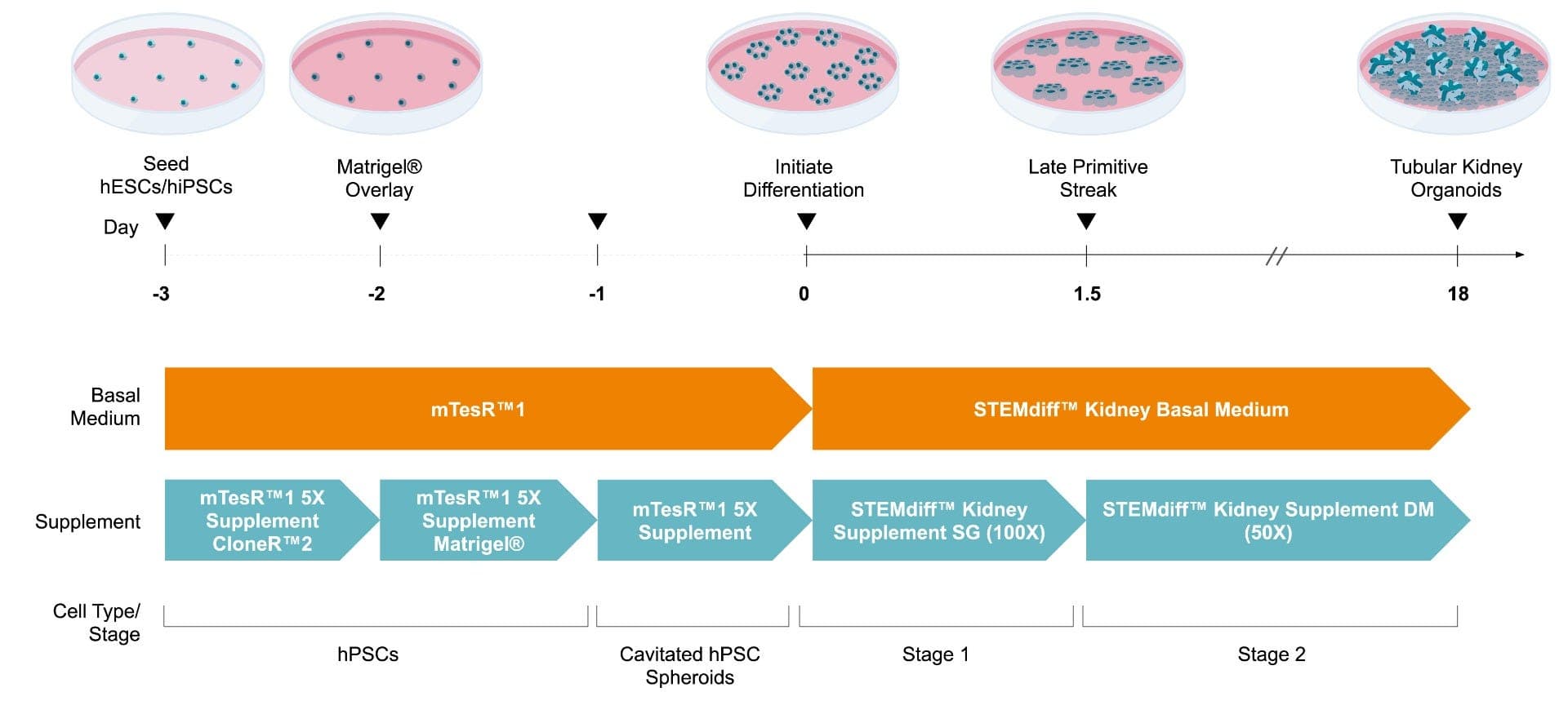 STEMdiff™ Kidney Organoid Culture Kit | STEMCELL Technologies