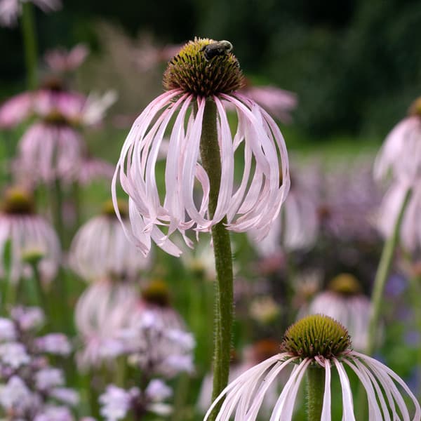 Echinacea pallida | White Flower Farm