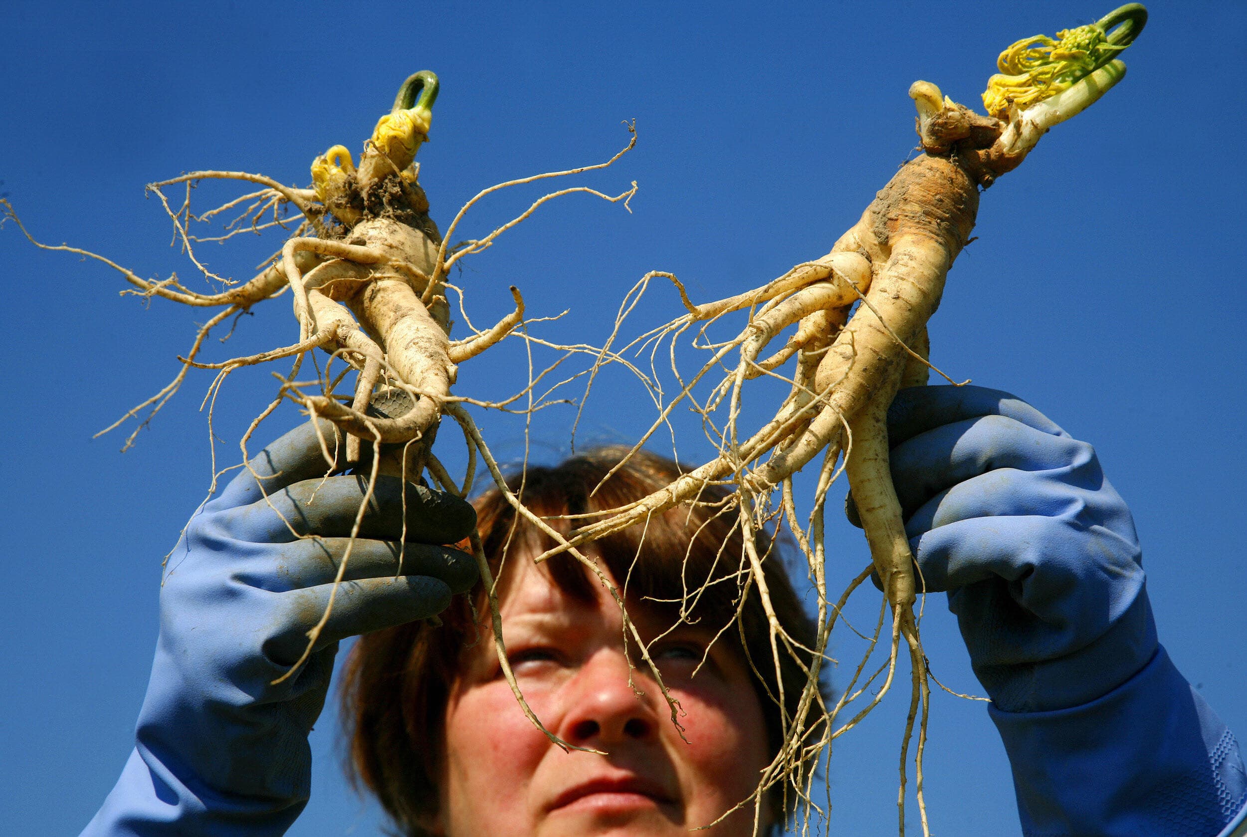 Medicinal Virginia plant, wild American ginseng, harvesting season ...