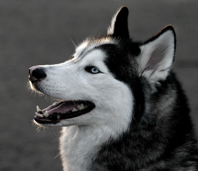 Siberian Husky | Popular Dog Breeds