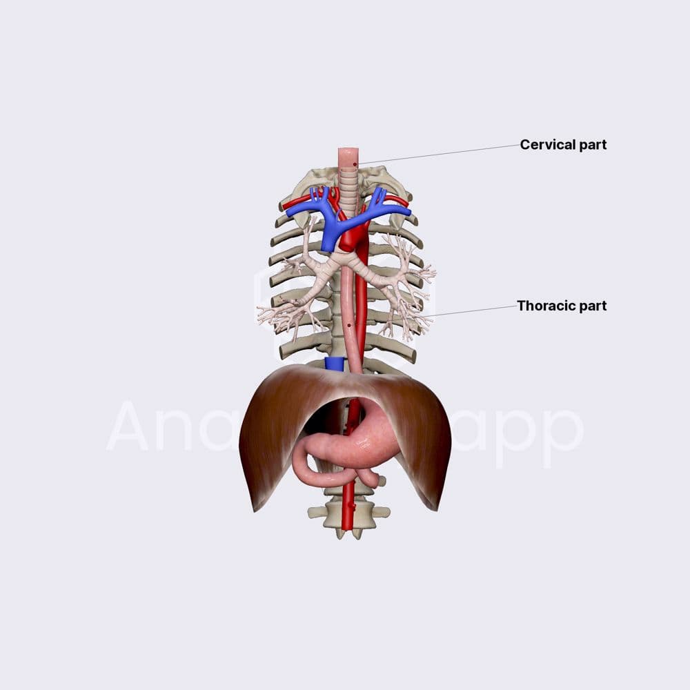 Esophagus | Gastrointestinal tract | Organ Systems | Anatomy.app ...