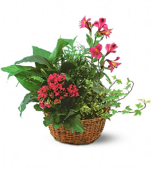 Buy Plantapalooza II online at Bloomex Canada