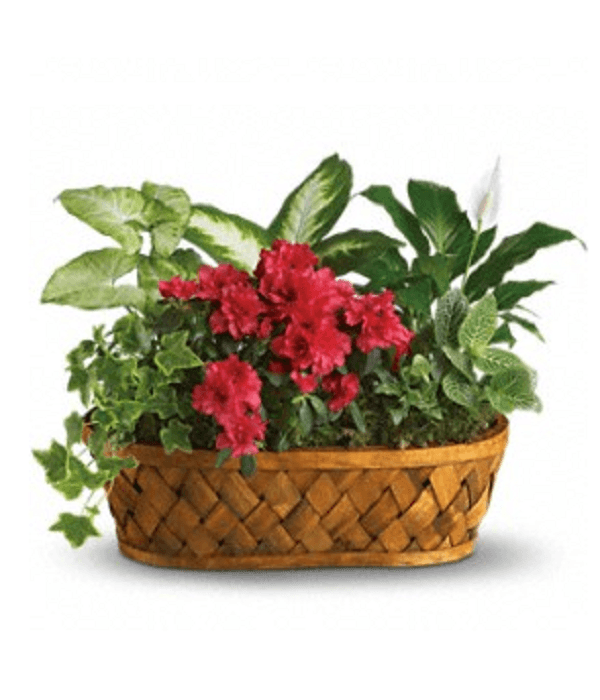 Buy Colourful Garden online at Bloomex Canada