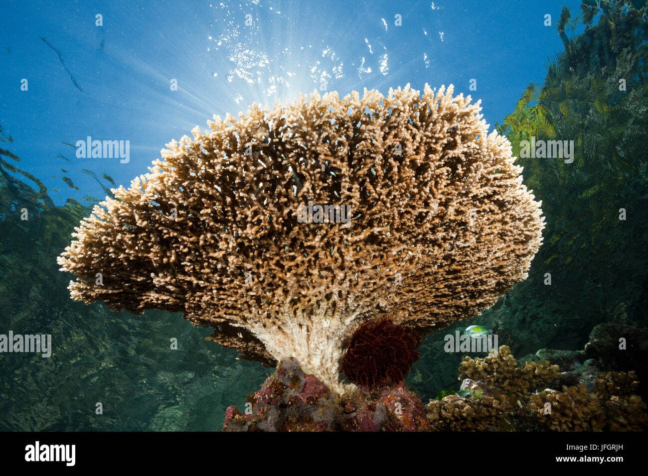 Table coral on reef roof, Acropora sp., Marovo lagoon, the Solomon ...