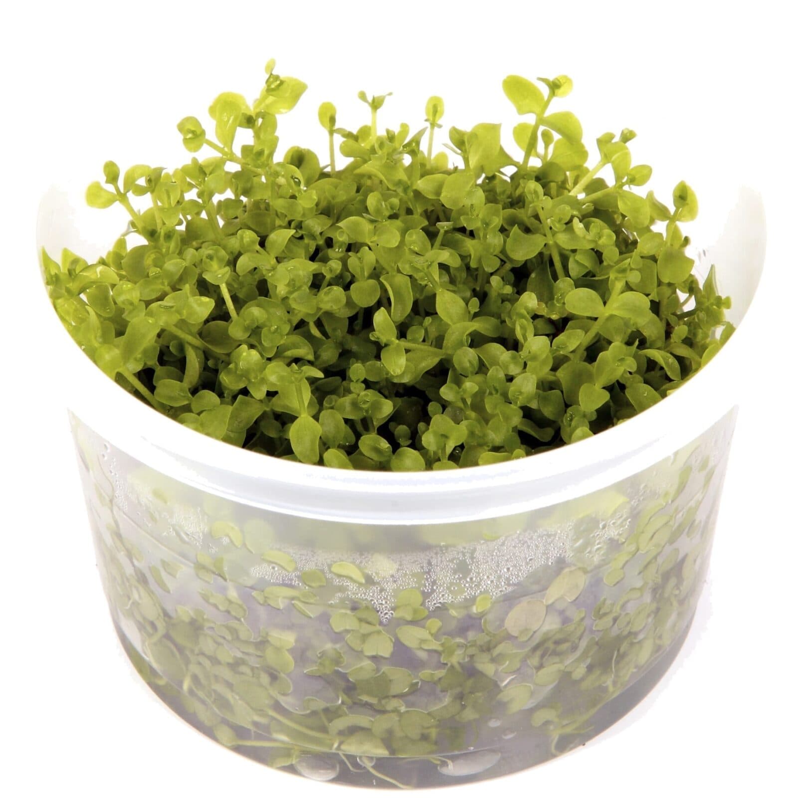 Micranthemum 'Monte Carlo' ( 1-2-Grow ) Online | Aquarium plants UK ...