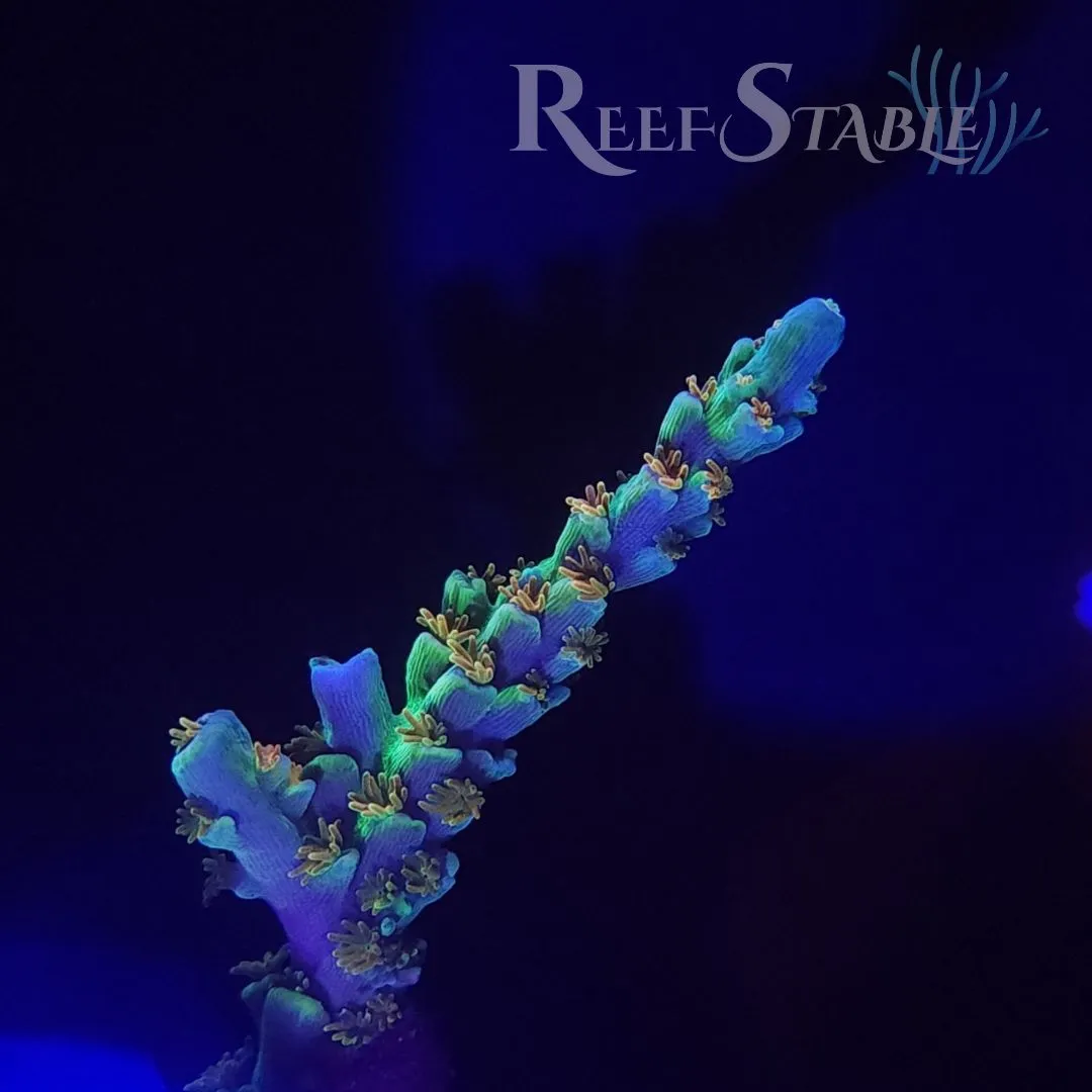 SC Orange Passion Acropora (1/2") | Reef Stable