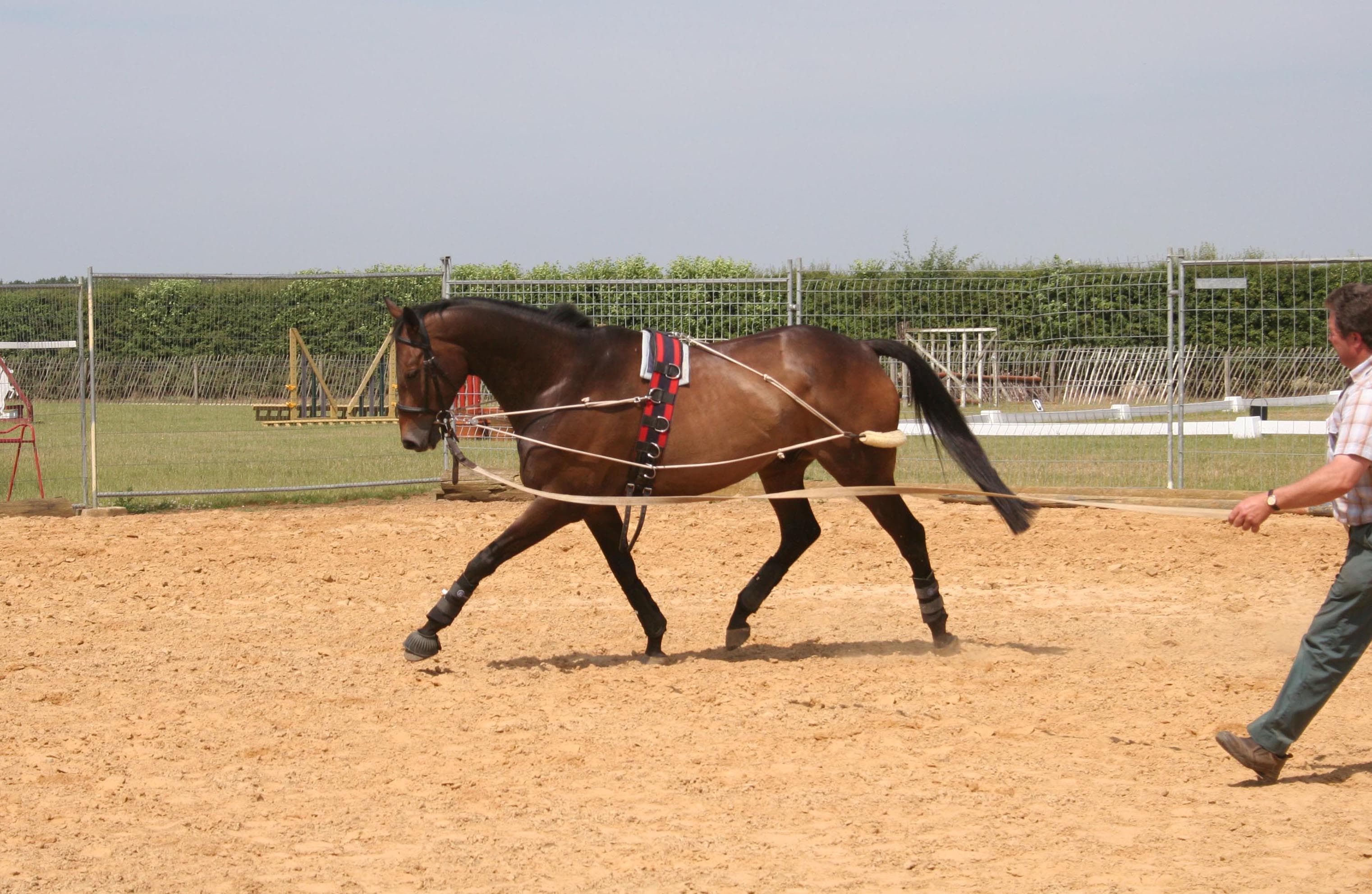 Cavalon EquiAmi Training Aid