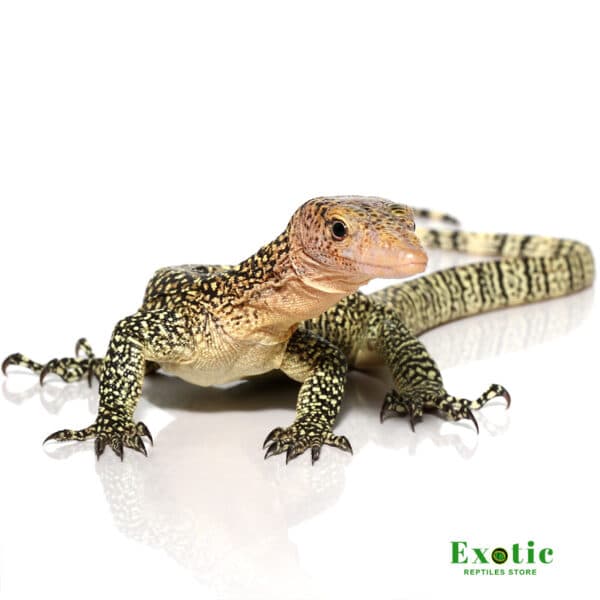 Monitor lizards for sale | Archives - Exotic Reptiles Store