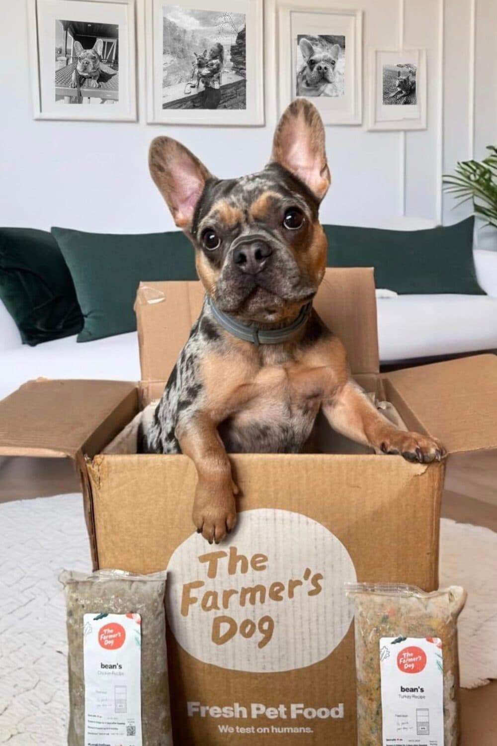DIY Farmer's Dog Food Recipes | The Farmer's Dog Review