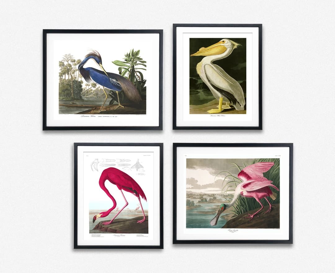 Audubon Birds of America Prints Set of 4 Audubon Posters Adorn Your ...