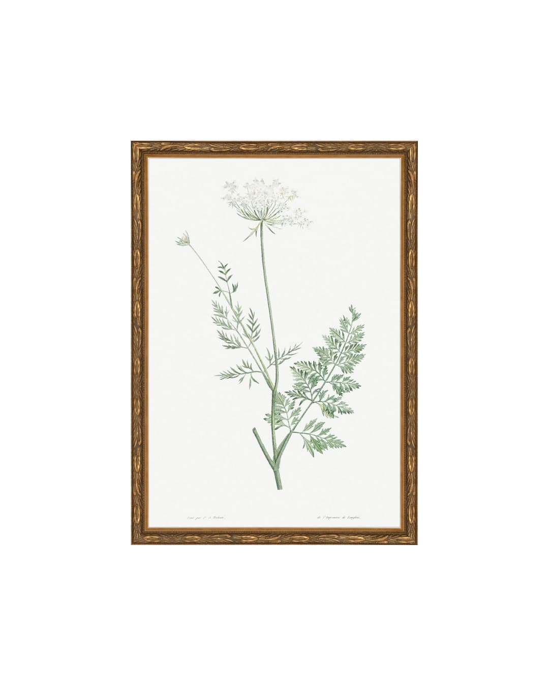 FRAMED. Classic Herbarium V. Vintage Botanical Framed. Gallery Wall Art ...