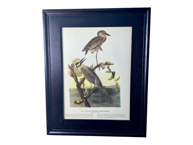 Audubon Prints Framed Prints of Birds Print Sets Bird Wall Art Birds of ...