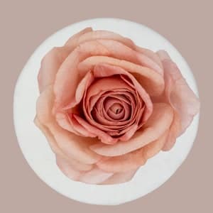 Pdf WAFER PAPER ROSE Tutorial How to Make Wafer Paper Rose | Etsy
