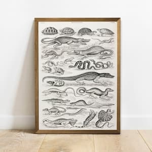 Reptile Collection Print, Antique Animal Painting, Vintage Drawing ...