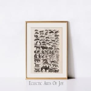 Zoological Mammal Art Print, Vintage Animal Kingdom Wall Art, Victorian ...