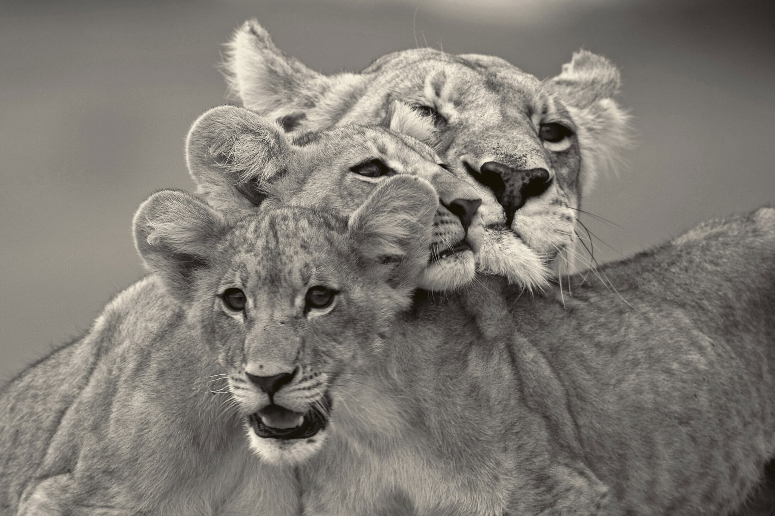 Wildlife Photographer Beverly Joubert Is Determined to Save Big Cats ...