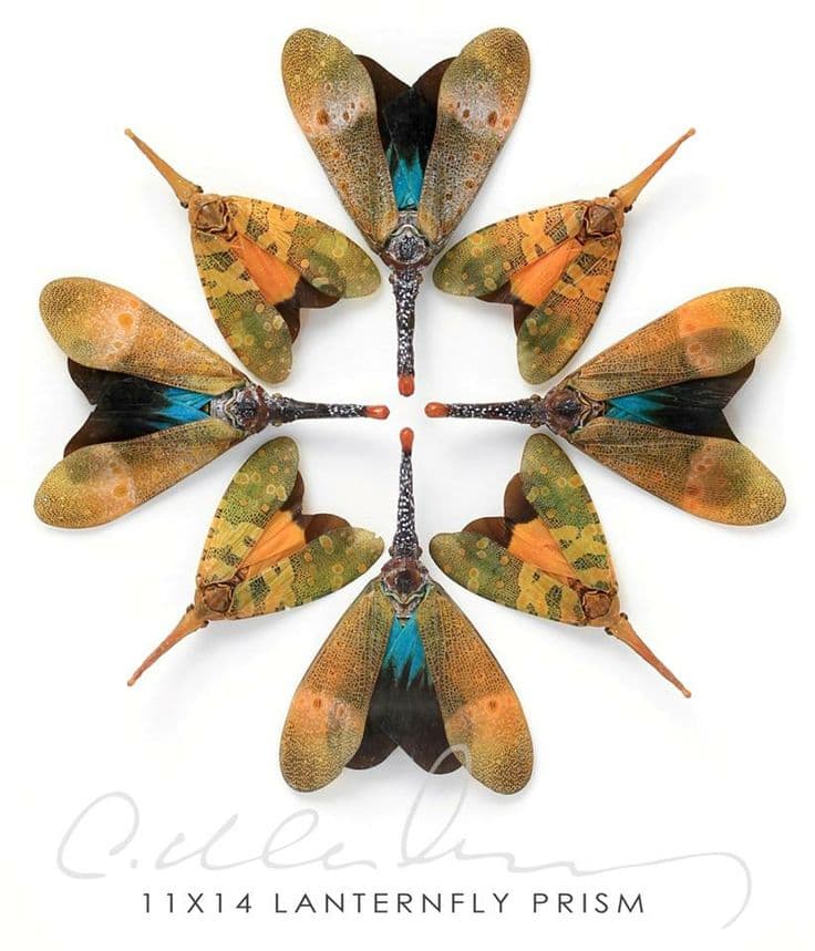 Pheromone by Christopher Marley | Christopher marley, Insect art ...