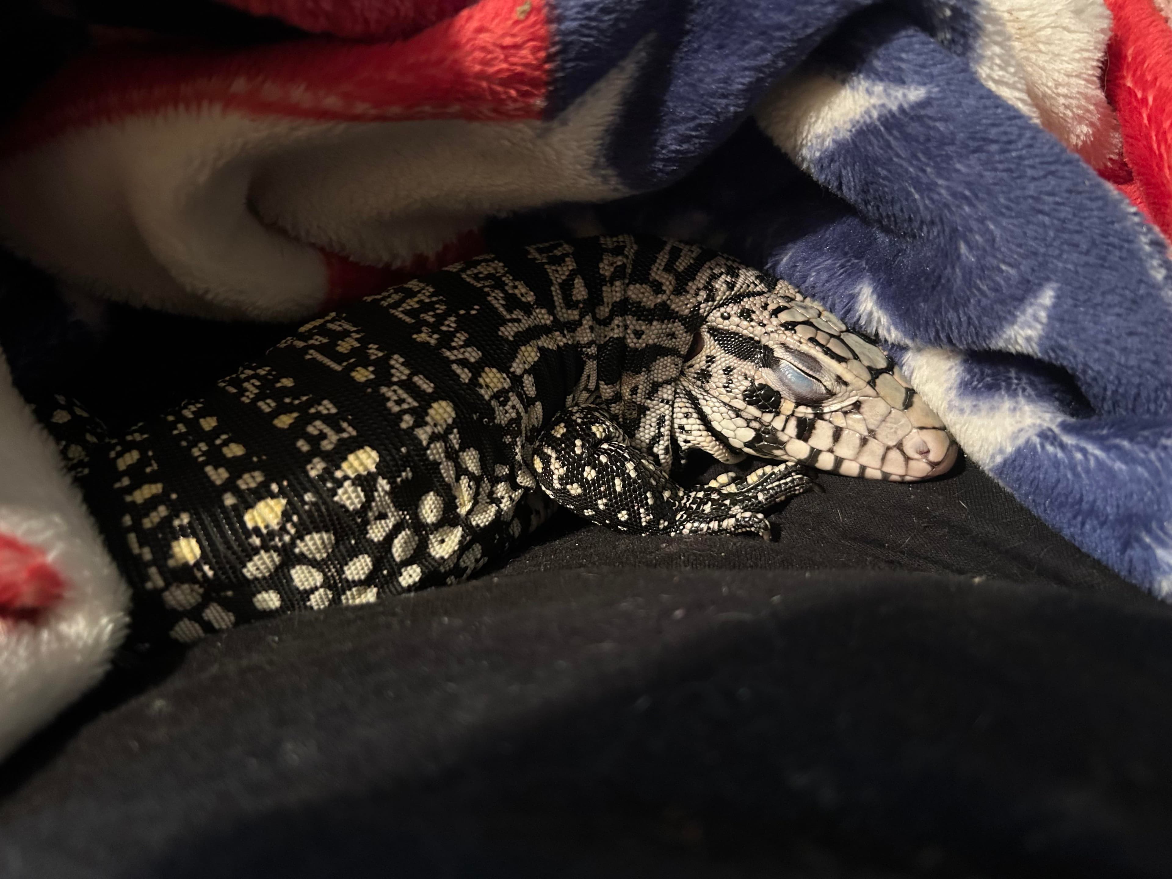 Tegu : r/Lizards