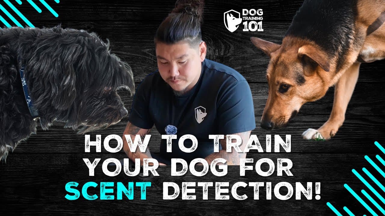 How to Train Your Dog for Scent Detection: Group Class Using Kong Toys ...