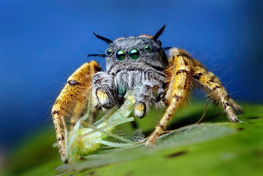 Jumping Spider Photograph by Thomas Shahan/science Photo Library | Fine ...