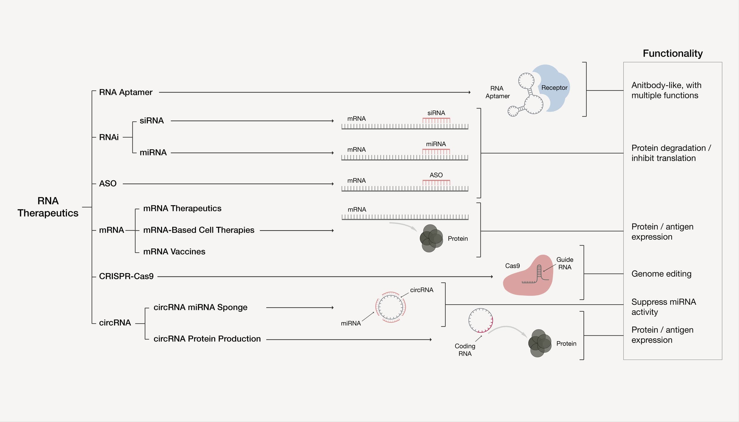 The Modalities of RNA Therapeutics — Concept Bio | A Biotech Venture Studio