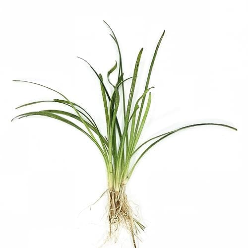 Tall Narrowleaf Sagittaria (Sagittaria subulata), Bunch - Aquatic Arts
