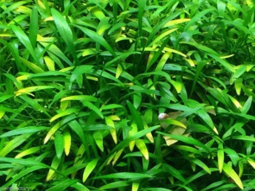 Tropica Plant - Cryptocoryne parva In-Vitro | Green Aqua