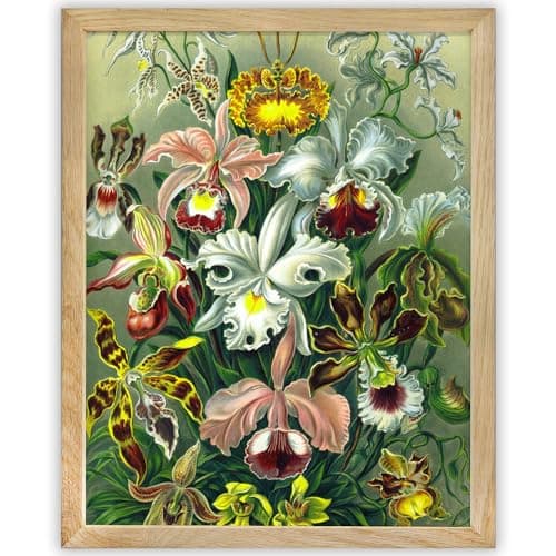 Ernst Haeckel - Art Forms in Nature : Chiroptera - Fledertiere (1904 ...