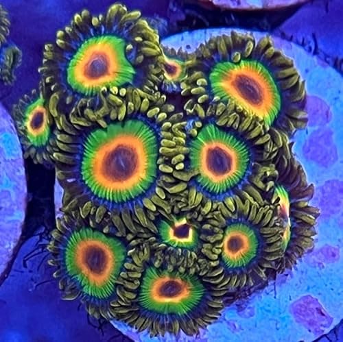 Zoanthids & Palythoas for Sale - Tidal Gardens