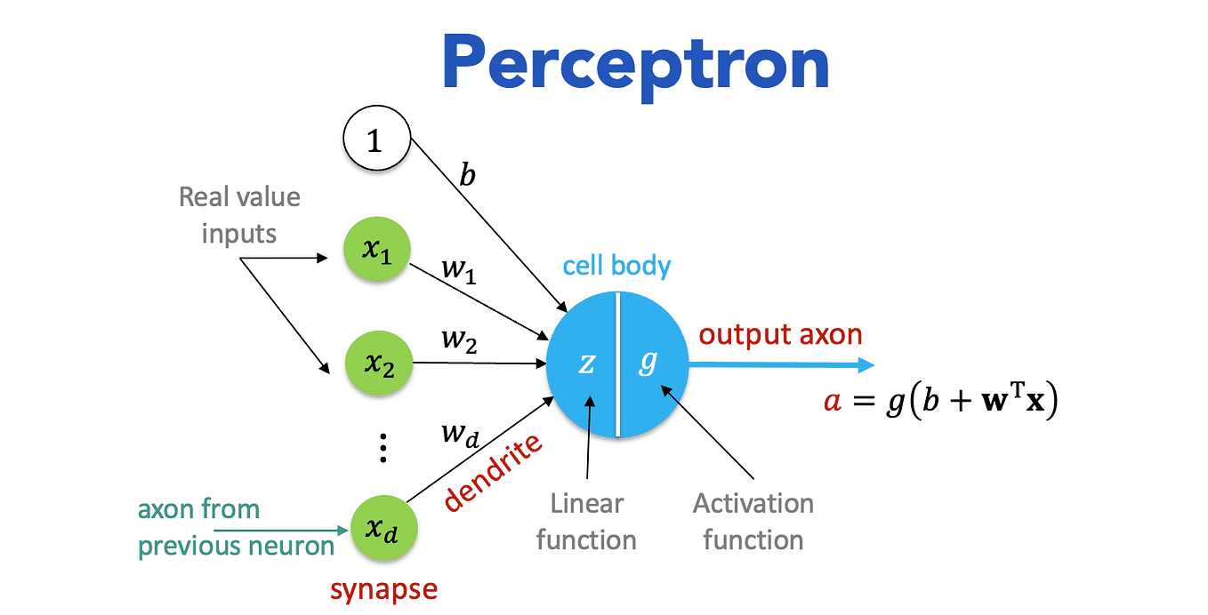 Perceptron Algorithm || Basics to Advanced | by Neha Gupta | Medium
