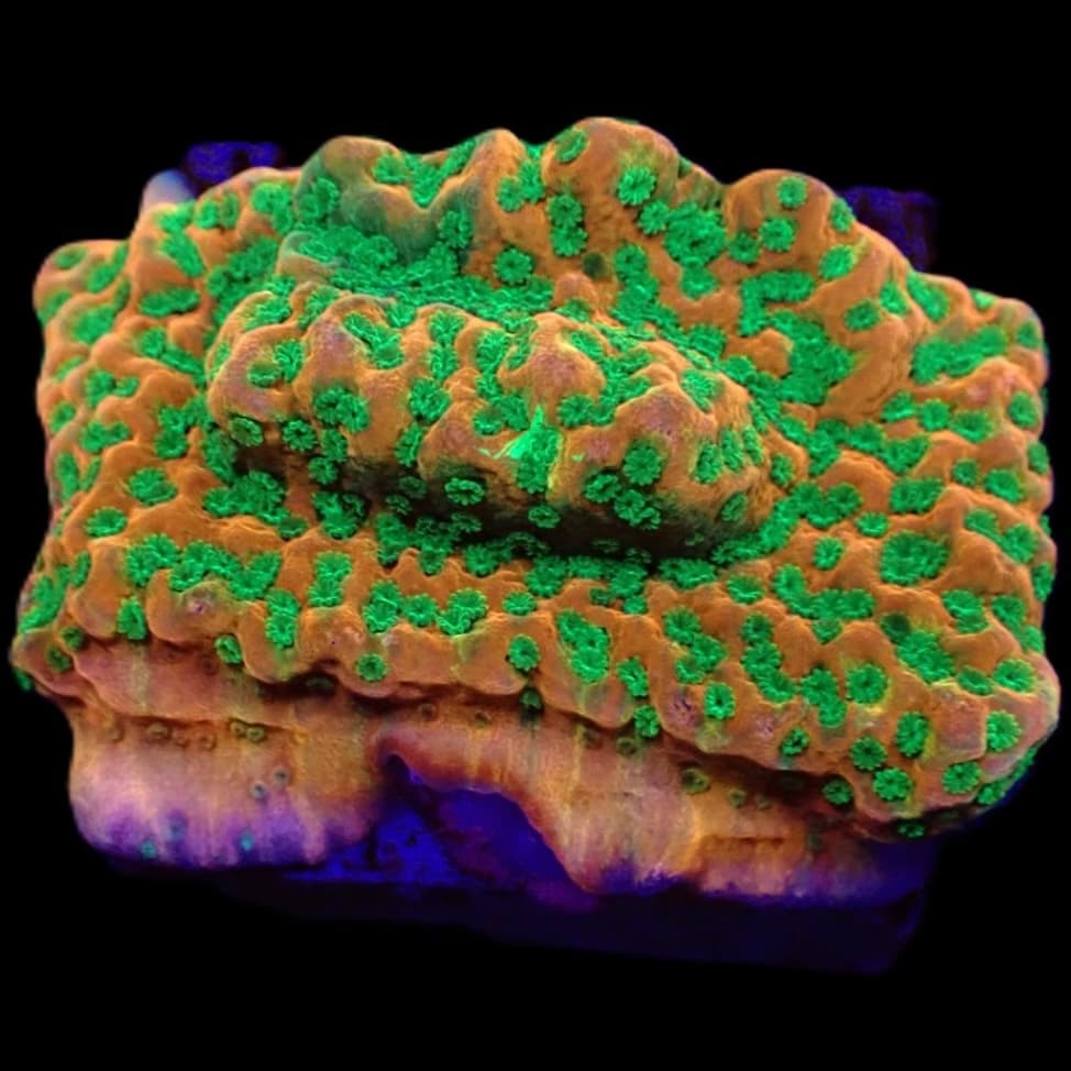 Montipora Phoenix Evolution | Montipora plate form | Corals