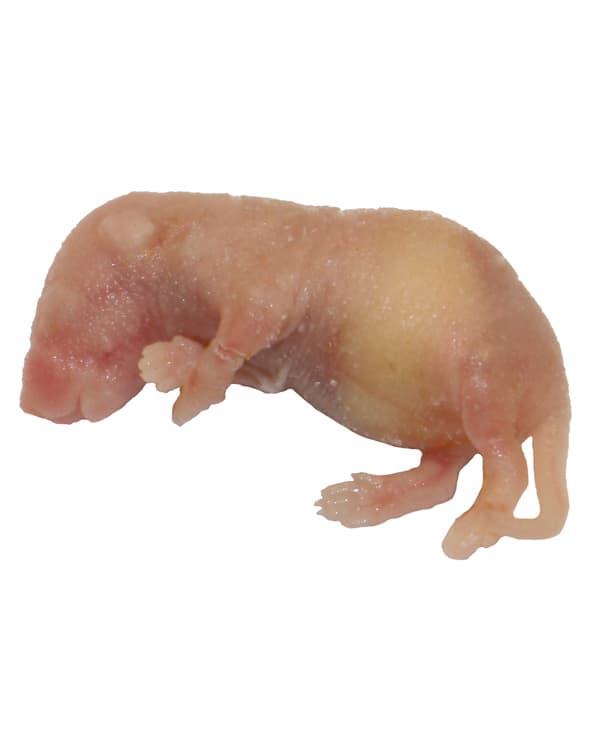 Frozen Pinky Mice - Rodent Kingdom Malta