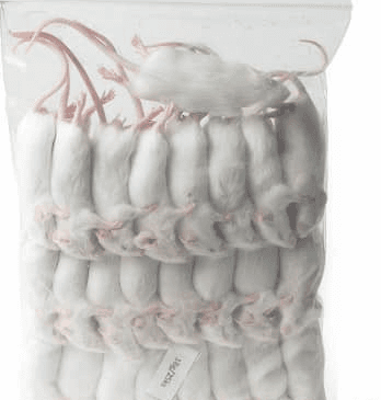 Frozen Adult Mice x10 (16 -20g) - Rodent Kingdom Malta