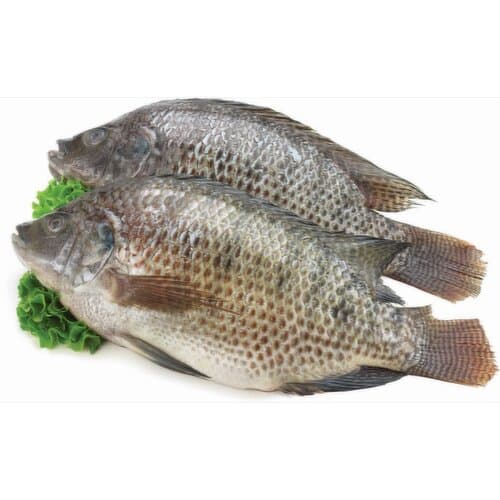 How To Fry Frozen Tilapia Fish at Julie Farrell blog