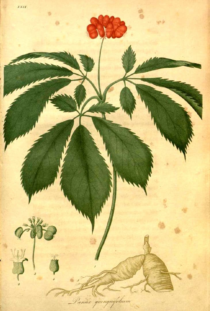 American ginseng - Wikipedia