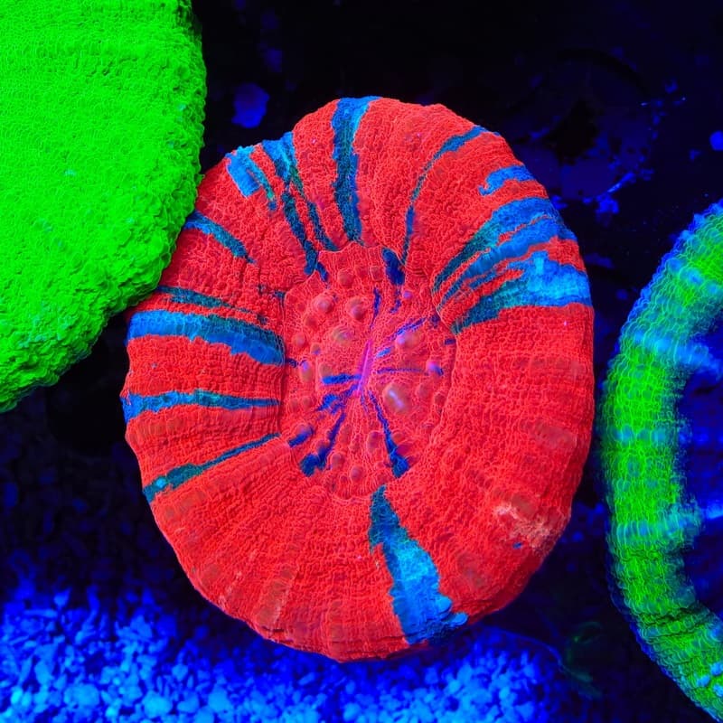 Ultra Scolymia Coral - Aquarium Beauties