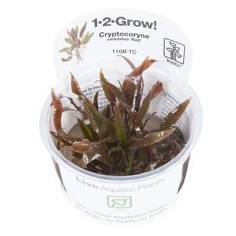 Cryptocoryne undulatus ‘red’ | In-Vitro Aquatic Plants ...