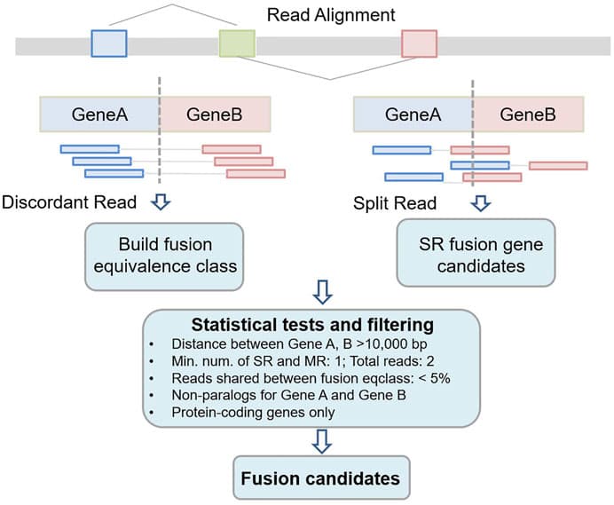 Frontiers | Fusion Gene Detection Using Whole-Exome Sequencing Data in ...