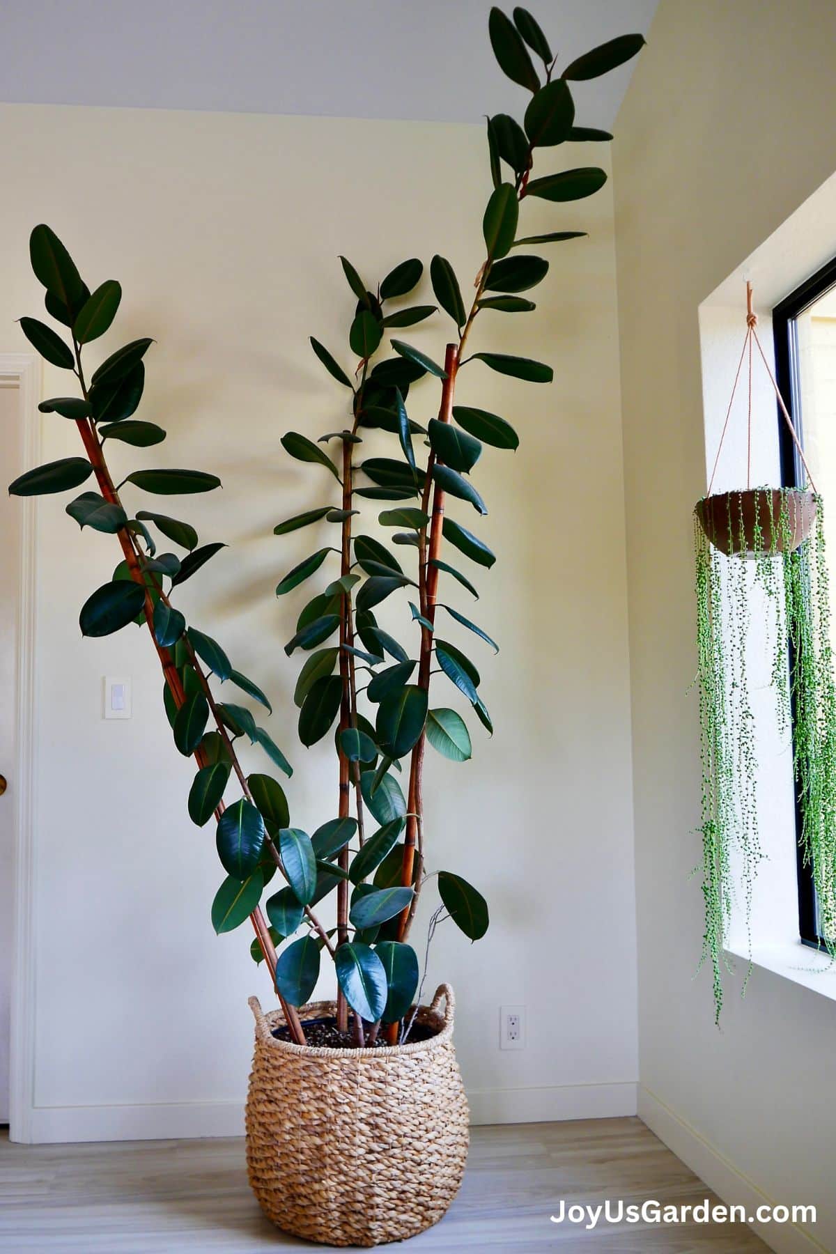 Indoor Rubber Tree