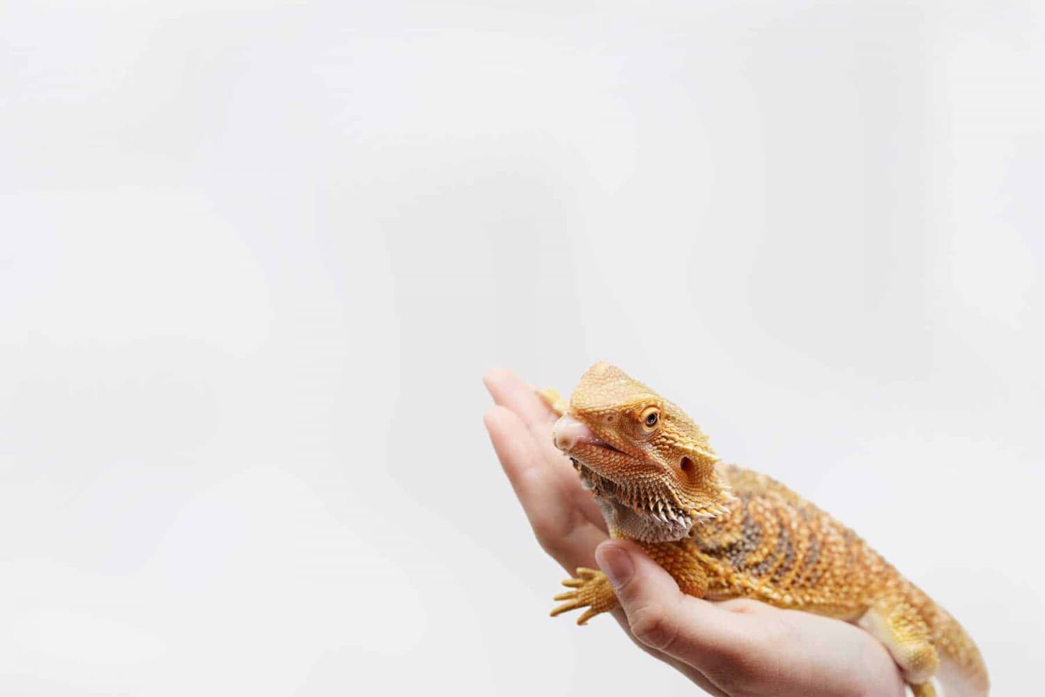 Other Feeders - LayneLabs.com