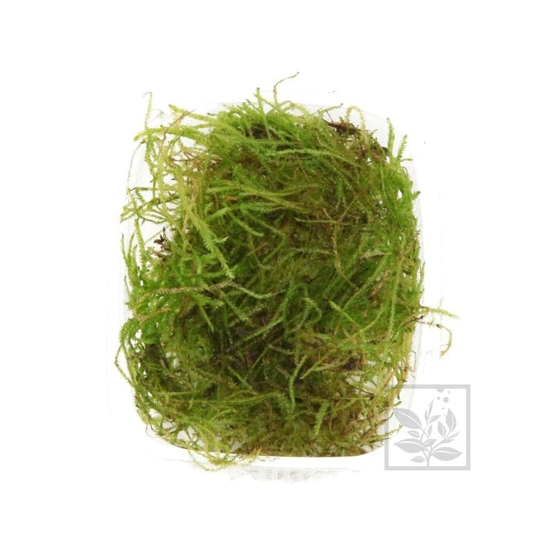Taxiphyllum barbieri Java moss Tropica