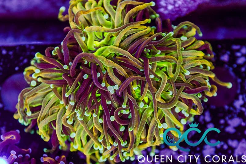 Holy Grail Variant Torch Colony - (WYSIWYG) | Queen City Corals