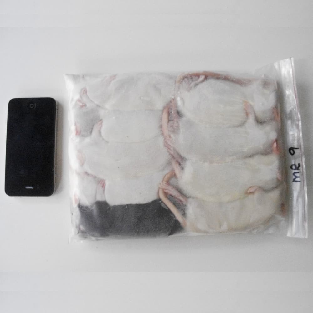 Frozen Rats - Bulk Packs Archives - Rodent Farm