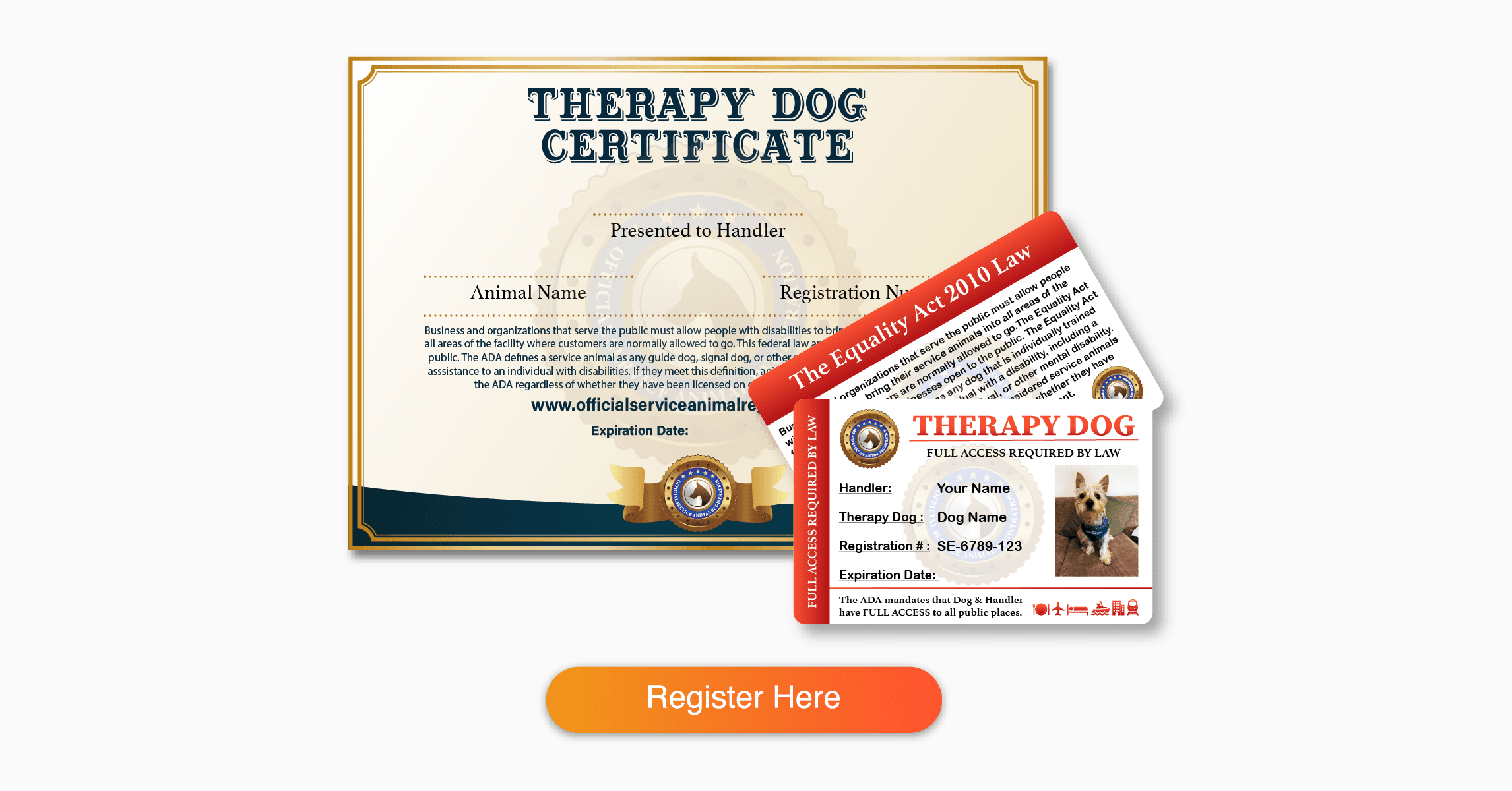 Therapy Dog Requirements - Certification and Training