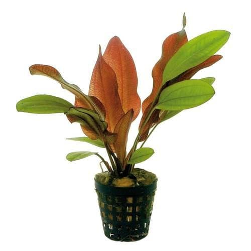 Echinodorus Red Flame | Tarkus Aqualife