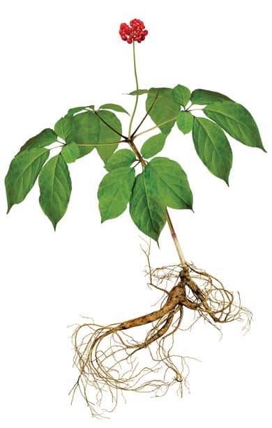 Wild Wisconsin Ginseng | wisconsinacademy.org